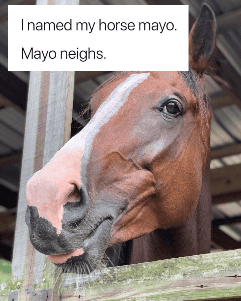 Horse Play