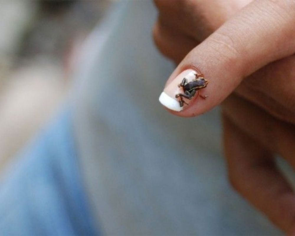 The Mount Iberia Frog