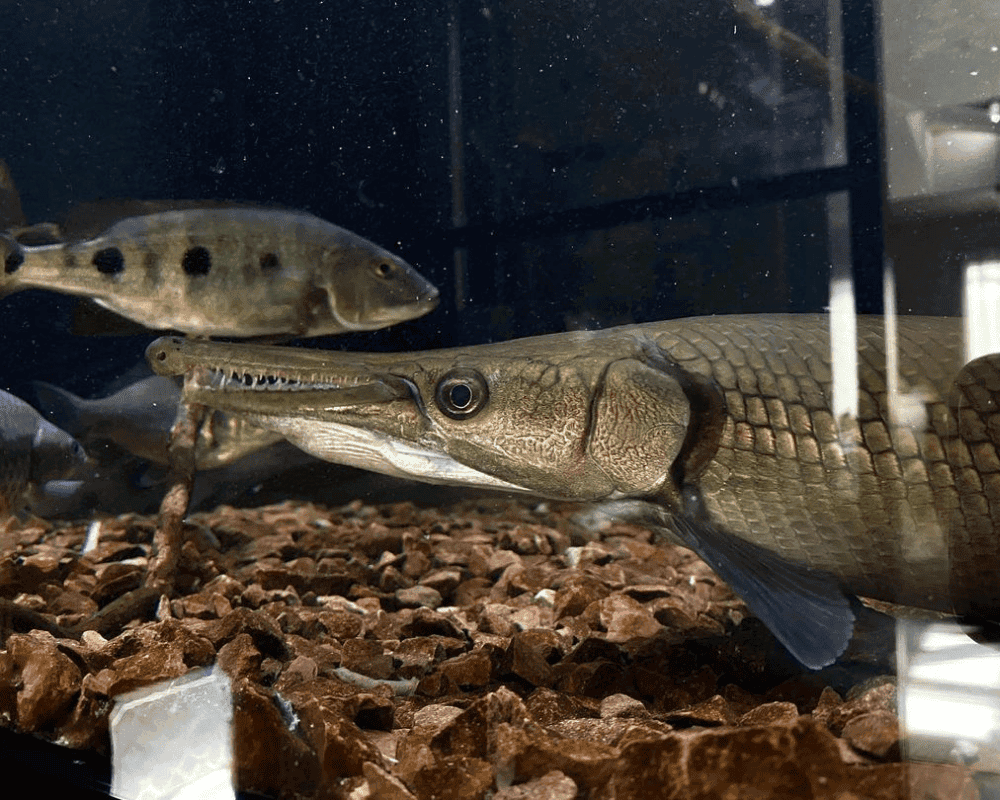 Cuban Gar: The Manjuari Fish