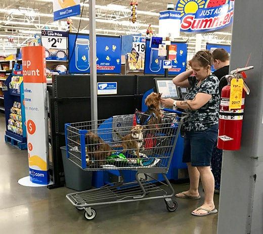 All Dogs go to Walmart