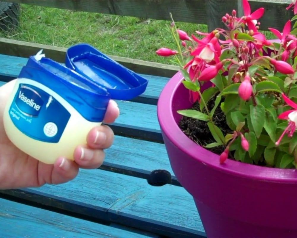 Get Snails Out of Your Garden