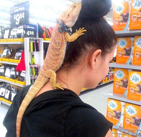 Reptiles Are Welcome Too